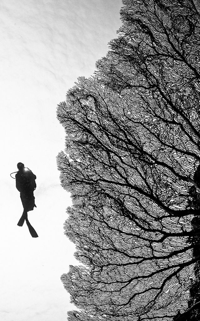 Aerial view looking down on a lake. The water is red with a curling ripple of white through the center. Flamingos fly over the lake in a curving flock.