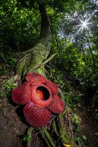 Bunga Rafflesia Di Hutan Sumatera