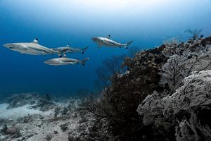 Merekam sekelompok hiu karang berujung hitam yang berenang berbaris rapi di sepanjang terumbu karang dangkal. 