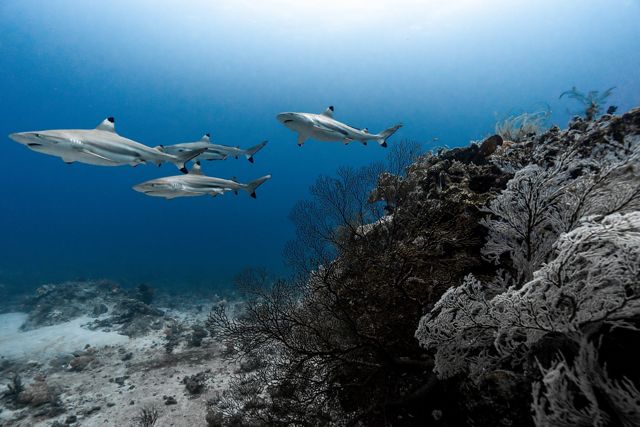 Merekam sekelompok hiu karang berujung hitam yang berenang berbaris rapi di sepanjang terumbu karang dangkal. 