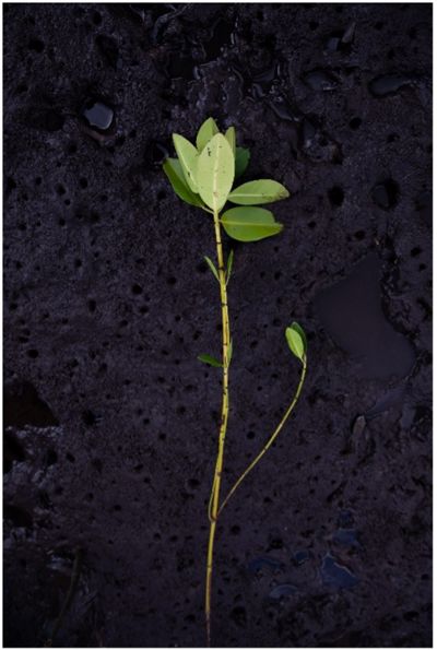 Bibit tanaman mangrove ykan