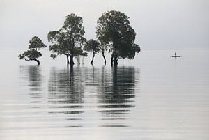 A man paddles by a few mangrove trees in Banggai, Sulawesi.
