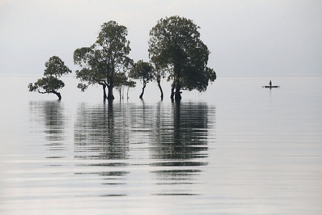 A man paddles by a few mangrove trees in Banggai, Sulawesi.