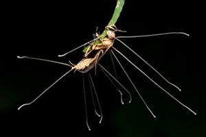 Cordyceps sering disebut “jamur zombie” karena dapat mengendalikan perilaku serangga inangnya sebelum mati.