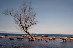 Salah satu ciri khas Pantai Oi Hodo adalah keberadaan kawanan kerbau atau yang dikenal dengan sebutan "sahe" dalam bahasa Bima.