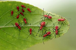 Sekelompok serangga red cotton stainers yang sedang berkumpul di atas sebuah daun.