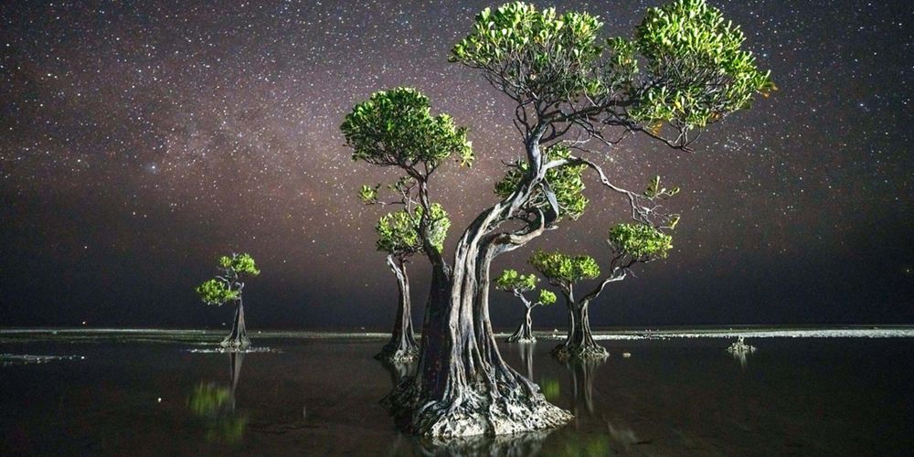 Mangrove