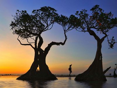 Senja mangrove walakiri