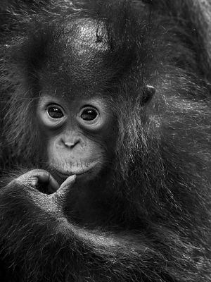 Pongo