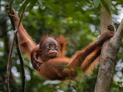 Orang utan bergelantungan diantara dahan pohon