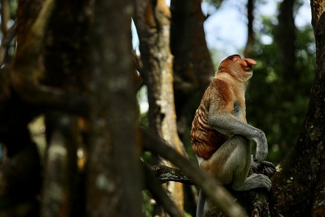 Monyet bekantan yang sedang menghirup udara bebas, di hutan mangrove Kalimantan Utara. 