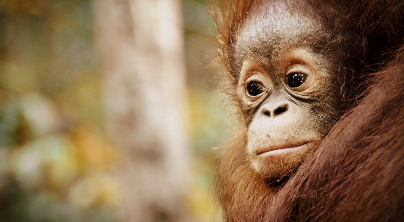 baby orang utan in borneo rainforest