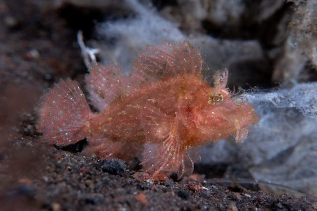 Seekor Weedy Scorpionfish (Rhinopias frondosa), ikan karnivora dasar laut yang dikenal memiliki tubuh berumbai dan bertekstur seperti dedaunan layu. 