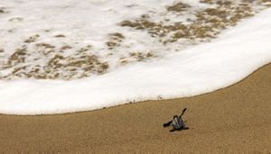 Tukik anak penyu yang mengikuti naluri nya sedang berjuang menuju alam bebas.