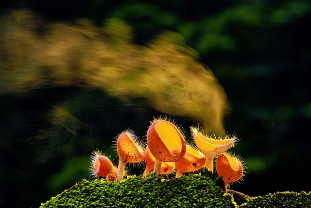 Jamur Cokiena Tricholoma ini melepaskan miliaran spora halus 
