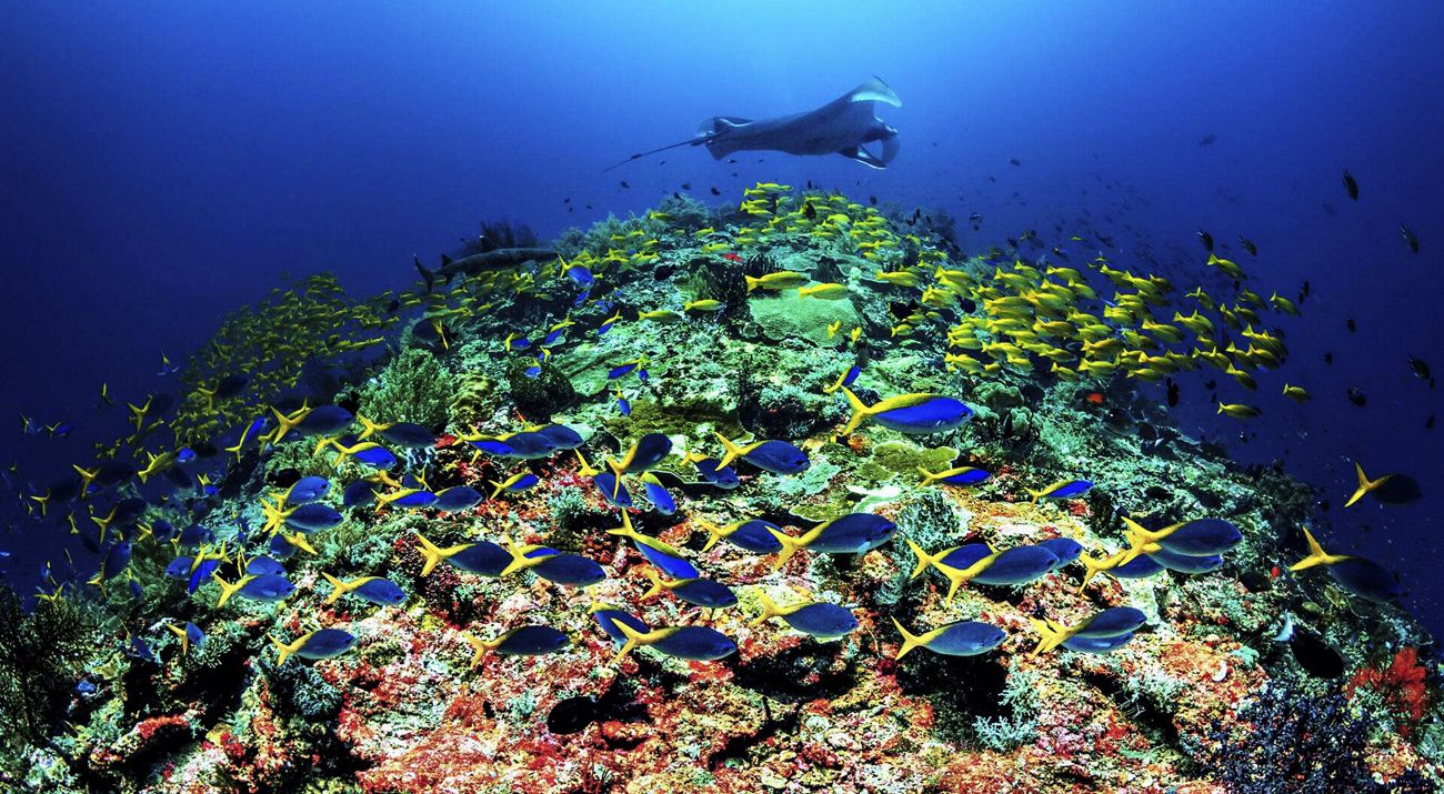 Healthy reef with bright blue ocean water in the background.