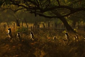 Sekumpulan monyet ekor panjang di Baluran.