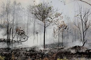 Kebakaran hutan