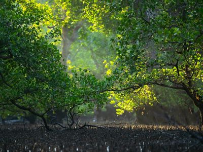 Mangrove Teluk Semanting