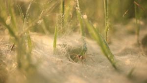 Laba-laba dalam sarang di pagi hari.