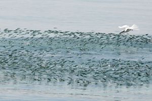 Burung camar sedang berburu ikan dilaut Jawa.