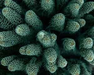 A shark creates a hole in a massive bait ball of small fish as it swims through looking for a meal.