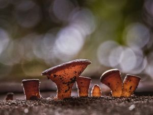 Peziza adalah genus besar jamur saprofit cup yang tumbuh di tanah, kayu yang membusuk, atau kotoran.