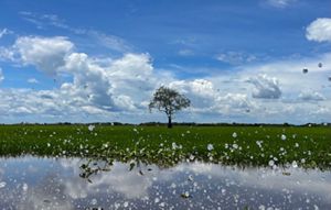 Barn swallows sit closely together, filling several power lines. The intersecting lines create a pattern with the crosswalks and other painted markings on the road beneath them.