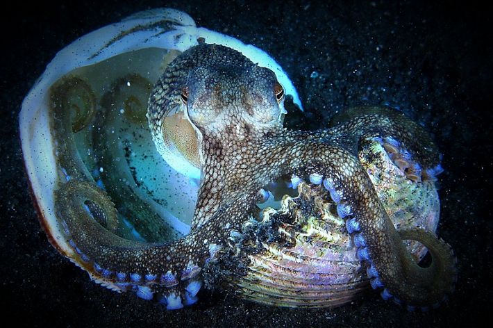Geliat coconout octopus di perairan Pulau Lembeh Bitung, Sulawesi Utara.