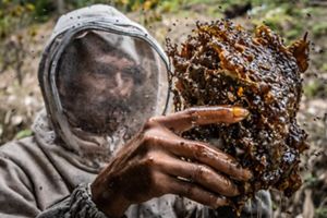 Ternak lebah trigona, lebah trigona termasuk hewan endemik Pulau Sulawesi.
