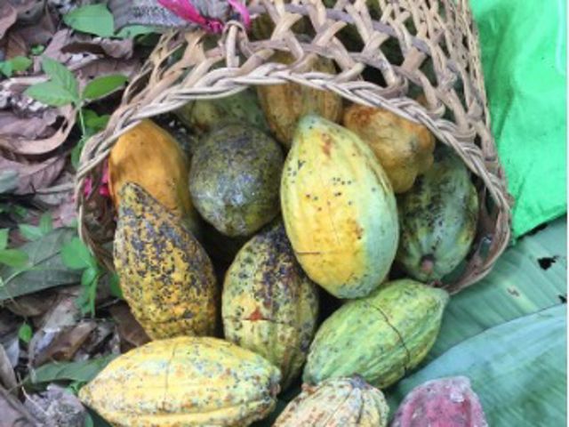 One of the main commodities of Merasa Village, Berau Regency, East Kalimantan, which is the inspiration and hope of the community for a better and sustainable economic resource.