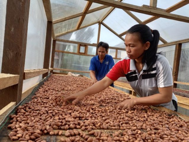 Biji kakao akan diproses fermentasi kurang lebih selama lima hari oleh Kelompok ICS Pesete Tawai Kakao Kampung Merasa untuk menghasilkan produk utama mereka.