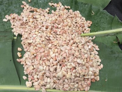 A one time fermentation production period will process as much as 50 – 100 kg of wet cocoa beans that have been harvested. This process is the main responsibility of the fermentation team.