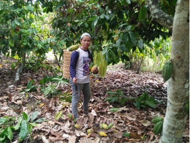 Buah kakao yang dipanen akan diolah oleh Kelompok ICS Pesete Tawai Kakao Kampung Merasa menjadi produk utama yaitu kakao fermentasi dan beberapa produk turunan cokelat.