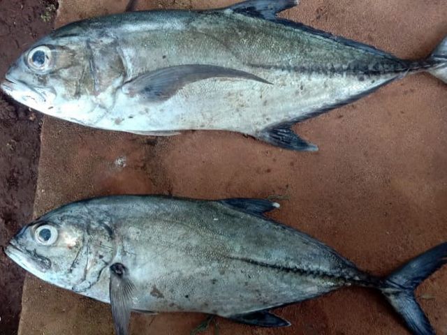 Bahan dasar kerupuk ikan yang diproduksi oleh Kelompok Padatimu To’asoki.