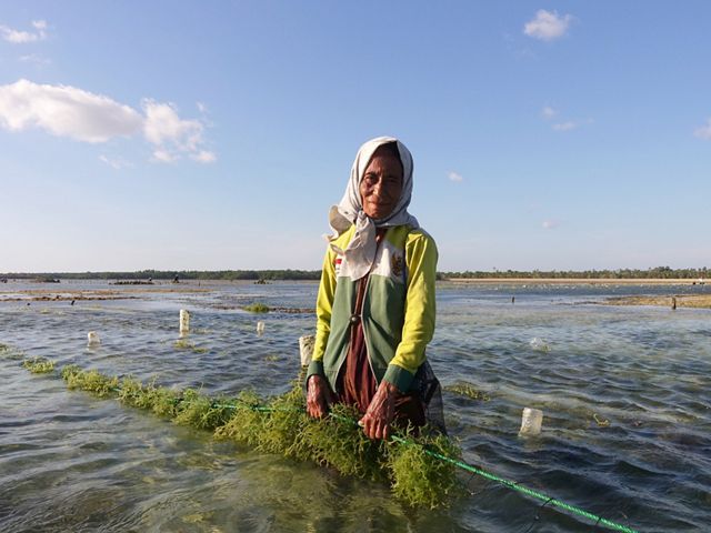Petani budi daya rumput laut di Desa Oelolot dan salah satu anggota Kelompok Setia Usaha yang bertekad untuk menerapkan praktik budi daya rumput laut secara berkelanjutan.