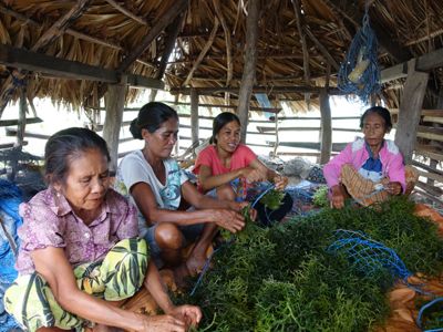 Anggota Kelompok Setia Usaha sedang mengikat rumput laut, sebagai bagian dari proses budi daya rumput laut.