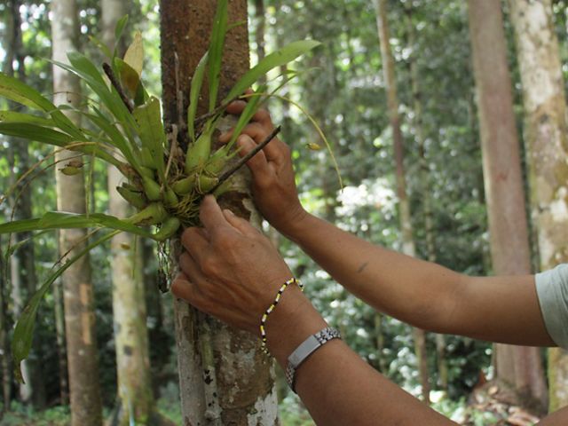 Wungun Forest fulfills the physical and spiritual needs of the Dayak Mapnan Long Duhung community. Its rich natural resources provide them with livelihood sources and natural apothecary.