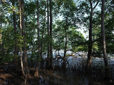 Area mangrove di Kampung Teluk Semanting.