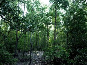Area mangrove di Kampung Teluk Semanting.