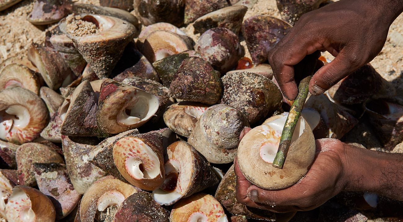 Siput Lola