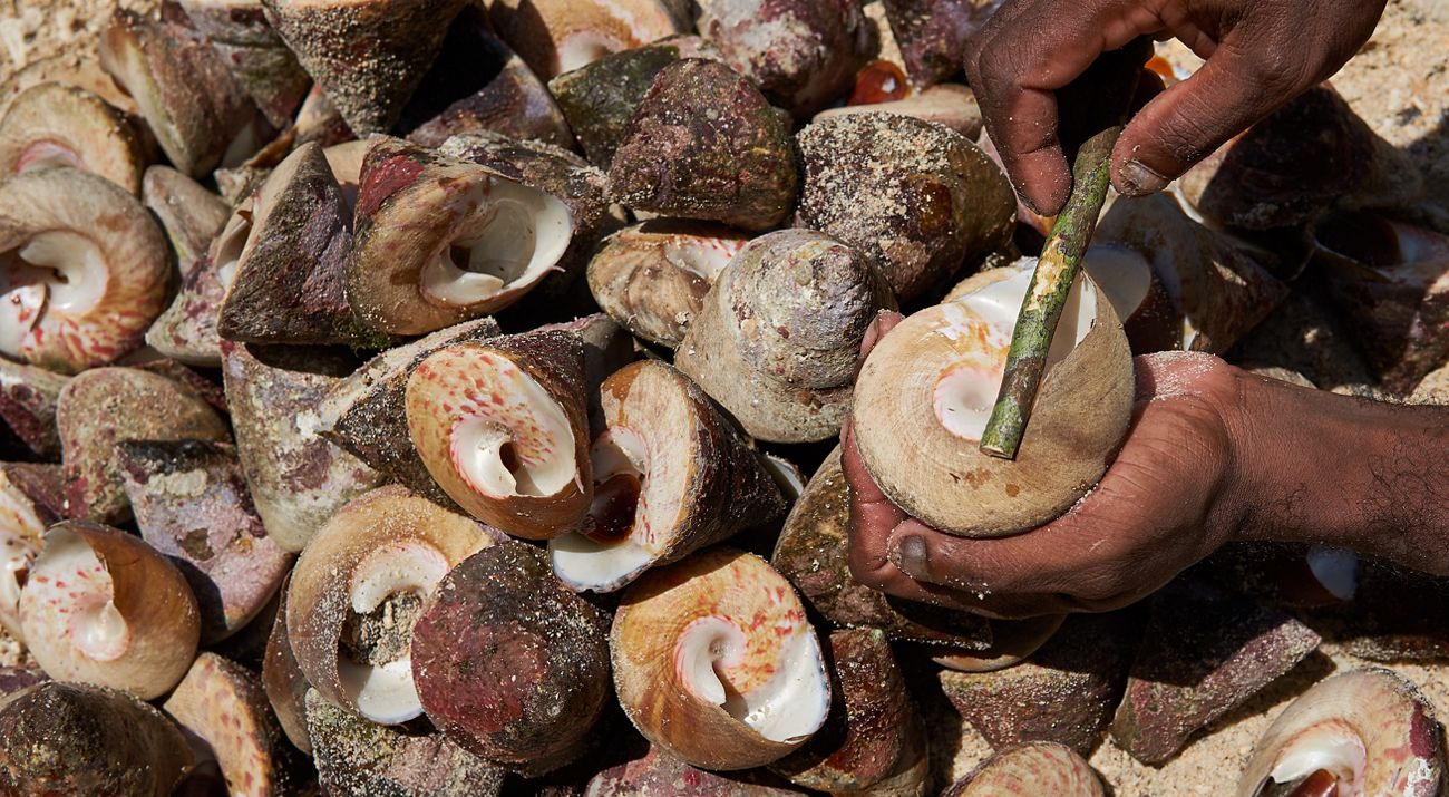 Siput Lola