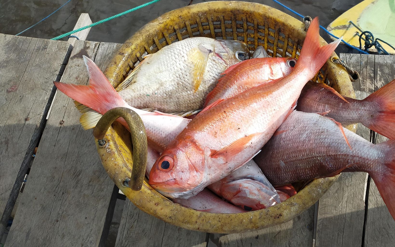 
                
                  Snappers In the Basket Red snappers caught by fishermen.
                  © YKAN
                
              