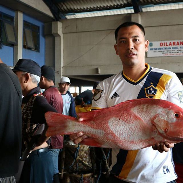 Seorang pemasok ikan menawarkan produknya (Lutjanus malabaricus) di pasar pelelangan ikan di Kabupaten Lamongan, Jawa Timur.