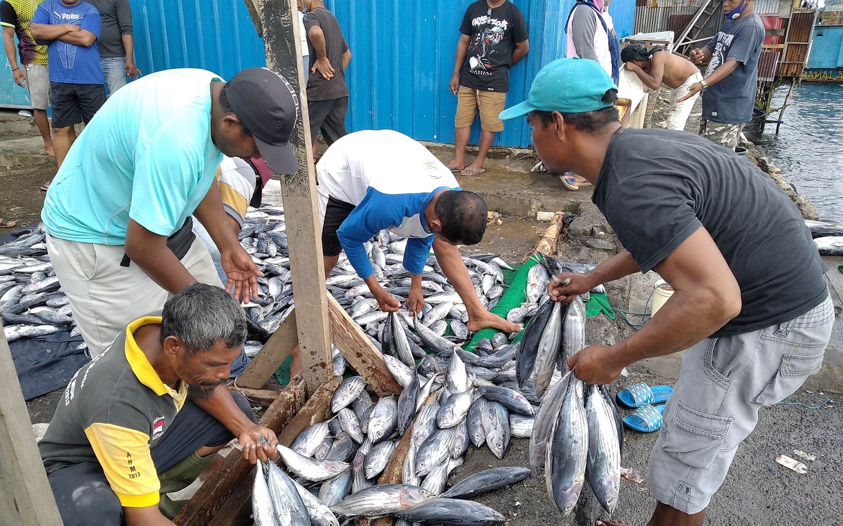 
                
                  Stock Opname Ikan Cakalang Pasar Ikan di Maluku Utara
                  © YKAN
                
              