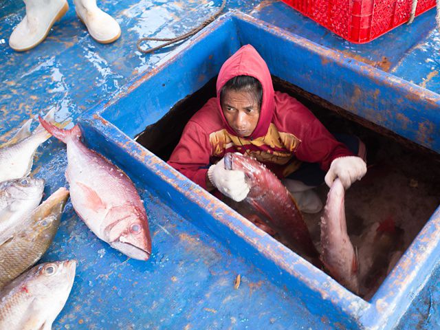 A fisherman unloads fish from Tetap Setia, a boat participating in TNC's FishFace program at the port in Kema, North Sulawesi, Indonesia. TNC has been working with fishermen aboard midsize fishing boats to develop FishFace technology. FishFace uses facial recognition technology to identify species of caught fish. Scientists use this data to help manage fisheries and to contribute to sustainable fishing practices.