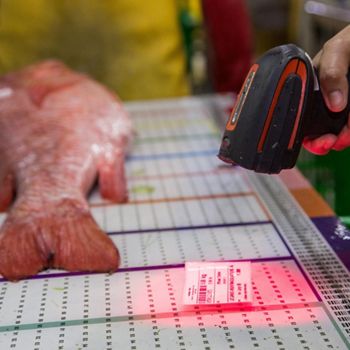A worker scans a fish noting the length, weight and species before it is processed at the Indotropic fish processing facility, owned by Norpac Fisheries Export, in Luwuk, Indonesia. 