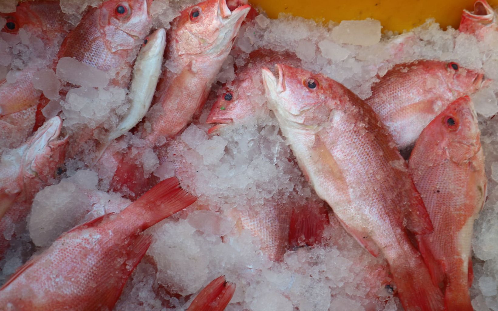 Proses pembusukan ikan setelah ikan mati sangatlah cepat. Untuk itu, es baru dimasukan ke dalam tumpukan ikan hasil tangkapan untuk menjaga kesegarannya