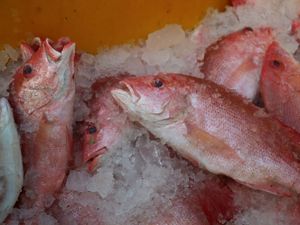 The catch of red snapper is filled with ice cubes. Chilling with ice cubes is the safest method for preserving fish.
