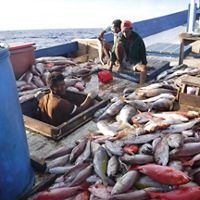 The fishermen are on the boat with their catch according to sustainable fishing methods.